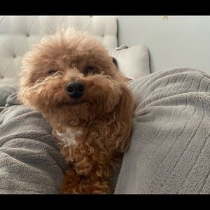 Meet your Posher, Jesse james